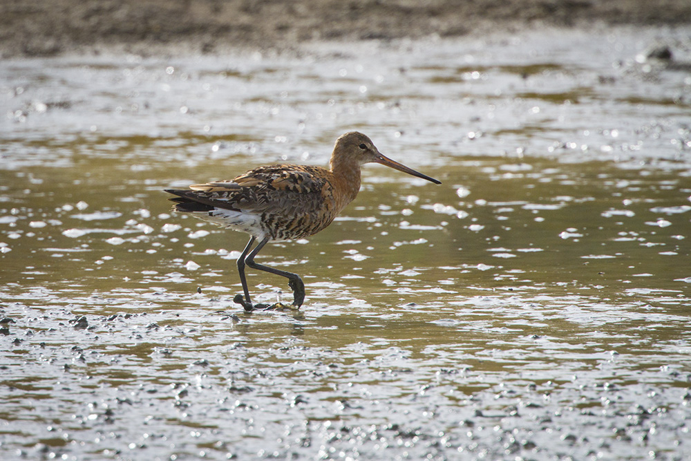 14 08 06 barge à queue noire 078